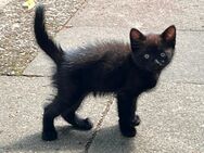 Britisch Kurzhaar, Kitties, Katzenbabys aus liebevoller Hand in liebevoller Hand - Hamburg