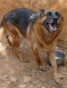 Fata sucht ihre Menschen - Fronreute