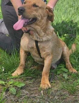 Tino möchte endlich entdeckt werden - Nordwalde