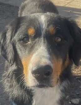 Silvan, geb. ca.02/2023, GRIECHENLAND - Euskirchen