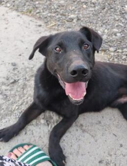 Blacky ♥ Aron ♥ sucht Schutz & Liebe - Hamburg