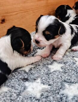 Nur noch 2 süße Biewer Yorkshire Welpen m w - Erfurt