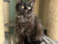 Katzenbabys Persermix - Geisenfeld