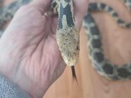 1.1 Zuchtpaar Östliche Fuchsnatter (Pantherophis vulpinus) - Berlin Treptow-Köpenick