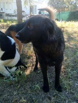 FETA - liebes Hundemädchen sucht Heim - Aerzen