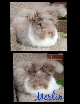 Verkaufe Englisch Angora Rammler - Hillerse