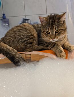 Kater ❤️ sucht liebevolles Haus mit Garten - Wedel Zentrum