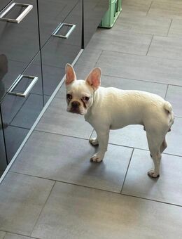 Französische bulldogge welpe - Essen