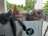 Vier Supersüße Kitten suchen ein neues Zuhause - Werl