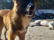 FOXY - süßer Junghund sucht Familie - Aerzen