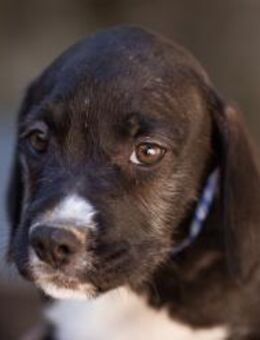 Welpe MILES🩵aufgeweckter Sugar-Boy - Hamburg