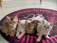 Bkh kitten (noch drei) - Heiligenhaus