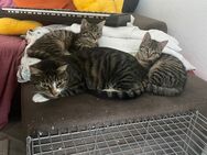 Babykatze und ihre Mama suchen neue zuhause - Berlin Reinickendorf