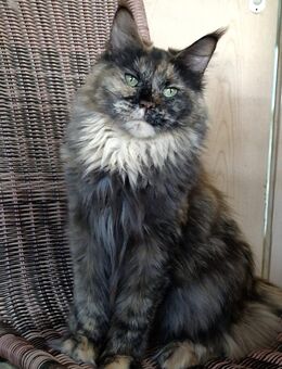 Kastrierte, verspielte wunderschöne Maine Coon Mädchen aus einer seriösen Zucht - Mainhardt