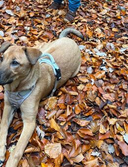 Malinois Mischling - Eschweiler