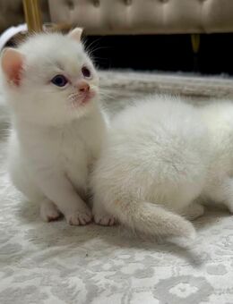 Heilige Birma Baby Kitten 🌸 - Berlin