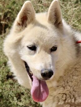 Afri, sportlich, klug, freundlich - Westerholt