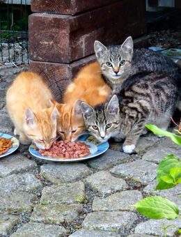 Katzenbabys abzugeben - Mohlsdorf-Teichwolframsdorf
