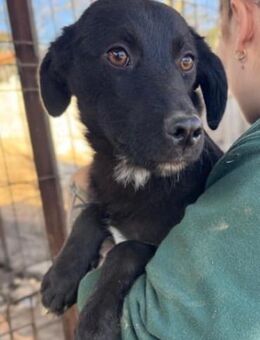 FUNNY ~ Hundemädchen in schönen schwarz - Duisburg