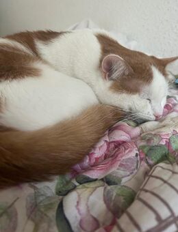 Kater zum Abgeben - Ditzingen