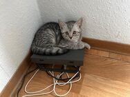 BKH-Katerchen sucht ein liebevolles Zuhause - Gladbeck