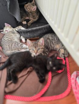 Katzen Kitten suchen ein neues Zuhause - Bassum