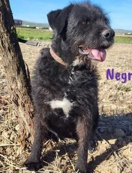 Negra liebe Schnauzer-Mix Hündin 1/18 ES - Ruppertsecken