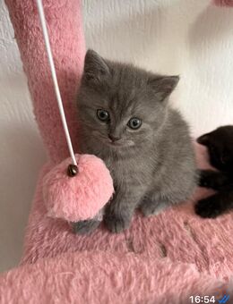 BKH kitten - Gladbeck Zentrum