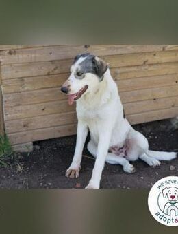 Fly: Wartet sehnsüchtig auf ihr Zuhause - Kirchzell