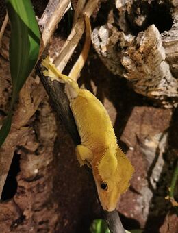 Kronengecko (1.0) – Correlophus ciliatus Männchen abzugeben - Barnstorf