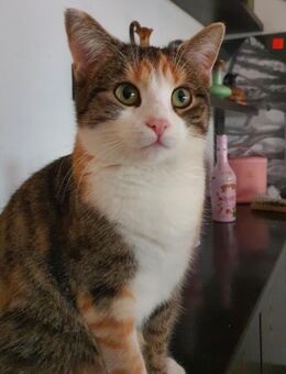 Nyala sucht ein neues Zuhause - Buchloe