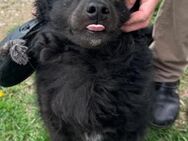 Kleiner♥Tim♥ sucht seine treuen Menschen - Hamburg