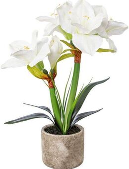 Winterliche Kunstpflanze Weihnachtsdeko Amaryllis, Creativ deco, Höhe 42 cm, im Zementtopf