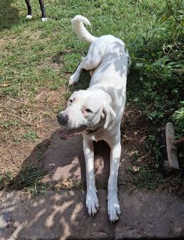 Liebevolles Zuhause gesucht - Fulda