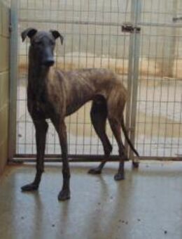 Pio - lieb, aufgeweckt und neugierig - Freudenstadt