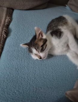 EKH Kitten - Gladbeck