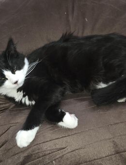 Main Coon/BKH Kitten 250€ VB - Sinntal
