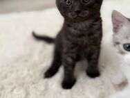 BKH - Bengal - Mix Kitten - Herne
