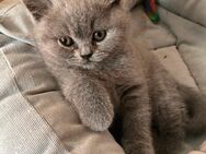Bkh Kitten - Bautzen
