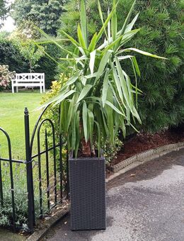 Yucca Palme mit Gefäß zu verkaufen. - Burscheid