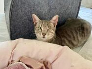 FiV + Kater Grey aus dem Tierschutz - Grevenbroich