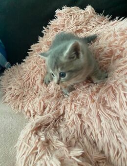 Babykatzen - Hamburg Bergedorf