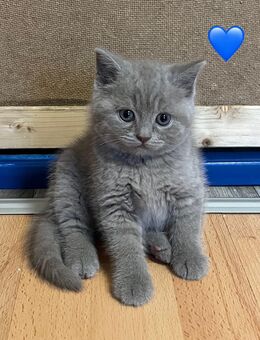 BKH baby katzen zum verkaufen - Siegen (Universitätsstadt)