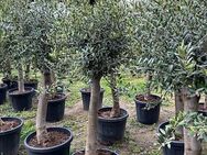 Olivenbaum winterhart - Riedt b. Erlen