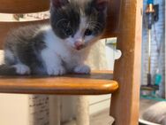 4 süße Kitten suchen ab September ihr Zu Hause - Hamburg