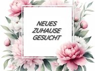 Berufstätiges & ruhiges Paar SUCHT Traumhafte Wohnung in Dorsten - Dorsten
