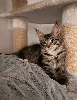 Maine Coon Kitten - Weyhe