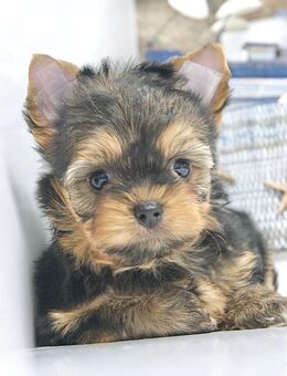 Süße Yorkshire Terrier Welpen - Schramberg