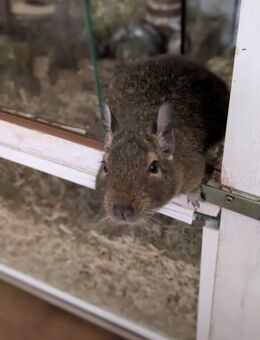 Drei Degu Männchen - Gotha