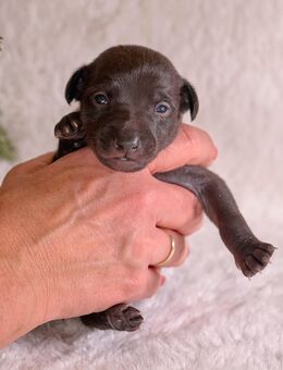 Wir haben Welpen: Italienische Windspiele aus liebevoller und fachkundiger Hausaufzucht - Amberg
